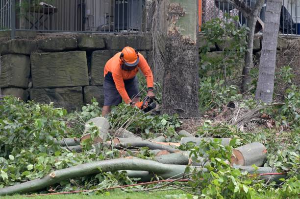 Paulsboro, NJ  Tree Services Company